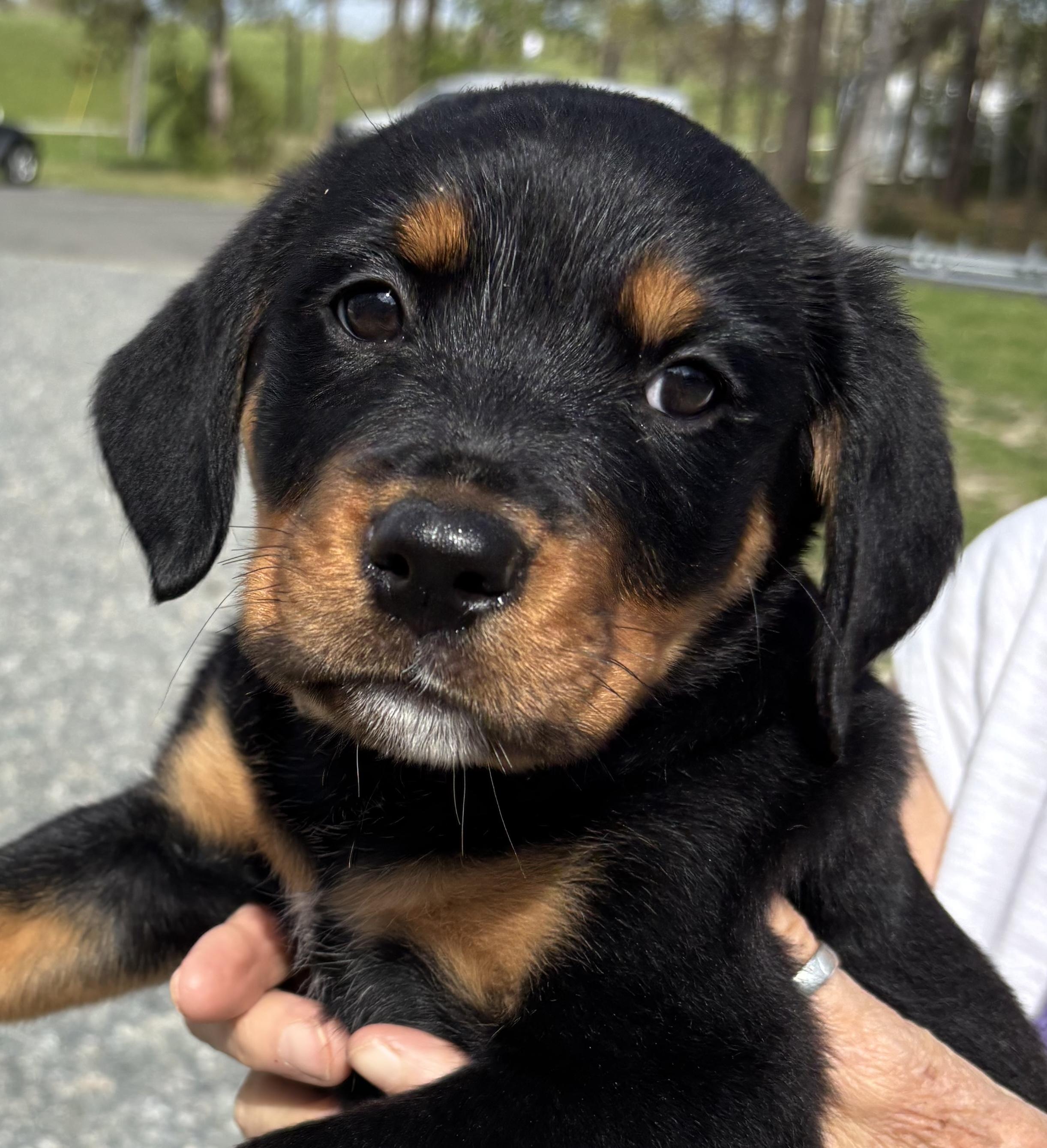 Enlarge Repunzel, an adopted Rottweiler in Gloucester, VA image 2/4
