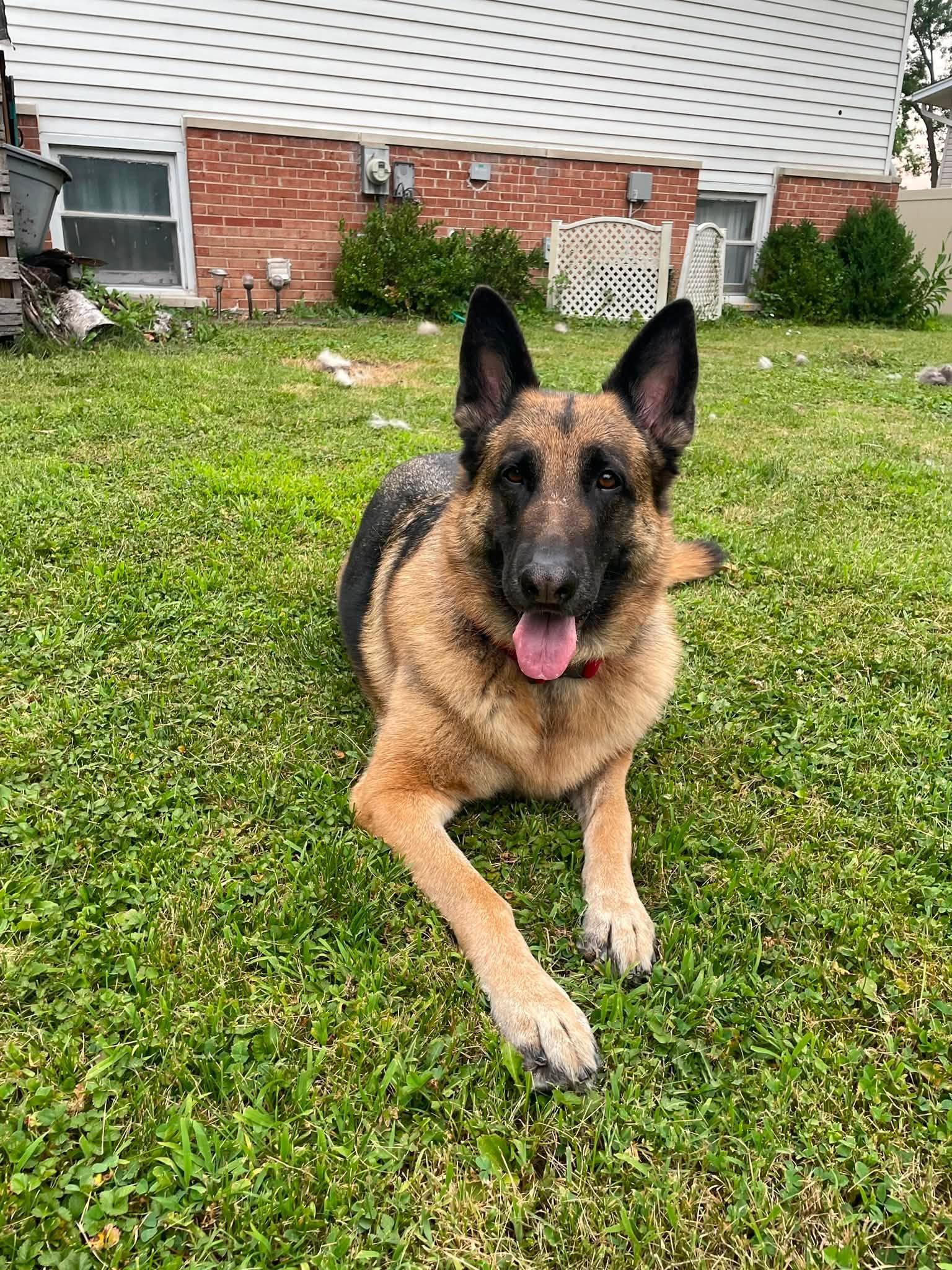 Oshun, a Adoptable German Shepherd Dog in Hillside, IL image 1/3