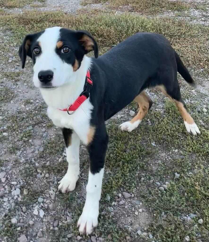 Chelsie, Adopted, Puppy Female Border Collie & Greater Swiss Mountain Dog.