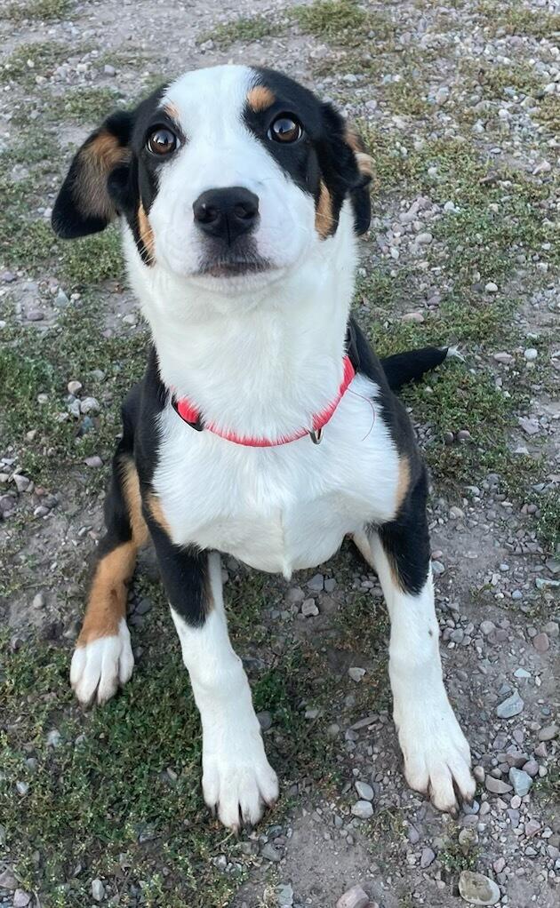 Enlarge Chelsie, a Adopted mixed breed in Polson, MT image 2/5