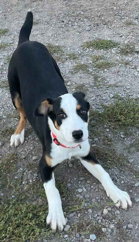 Enlarge Chelsie, a Adopted mixed breed in Polson, MT image 5/5
