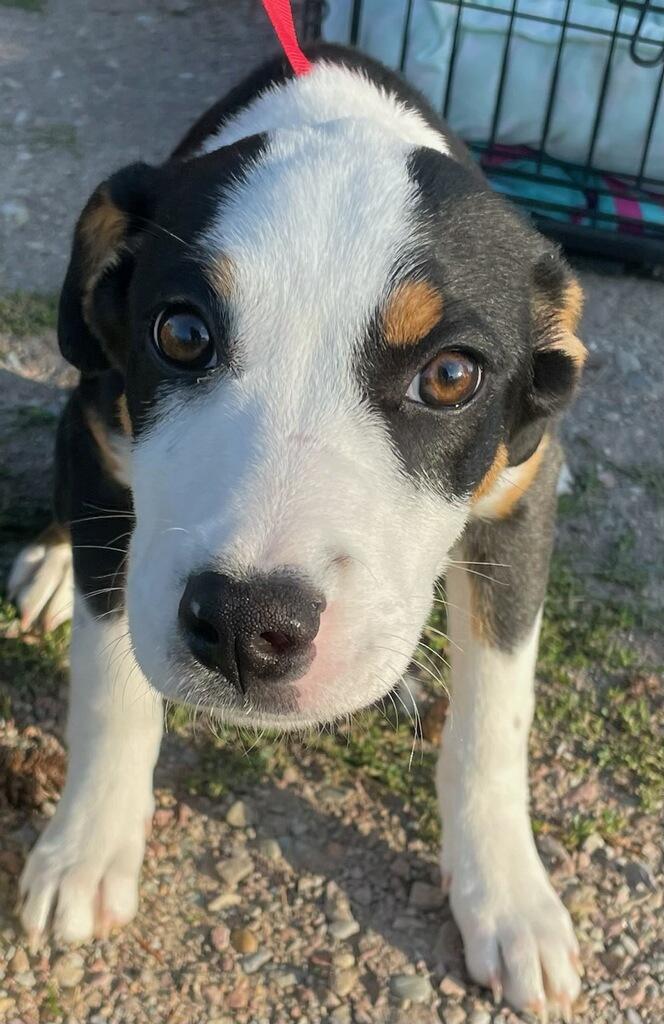 Enlarge Chelsie, a Adopted mixed breed in Polson, MT image 3/5