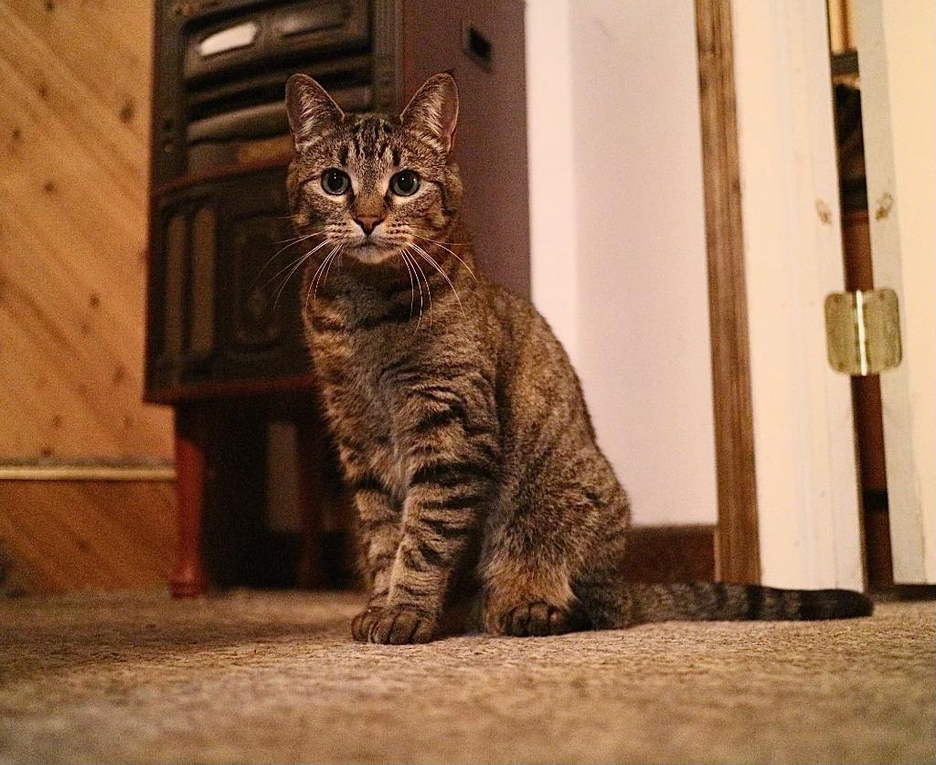 Scamper **COURTESY LISTING**, Adoptable, Senior Female Domestic Short Hair.