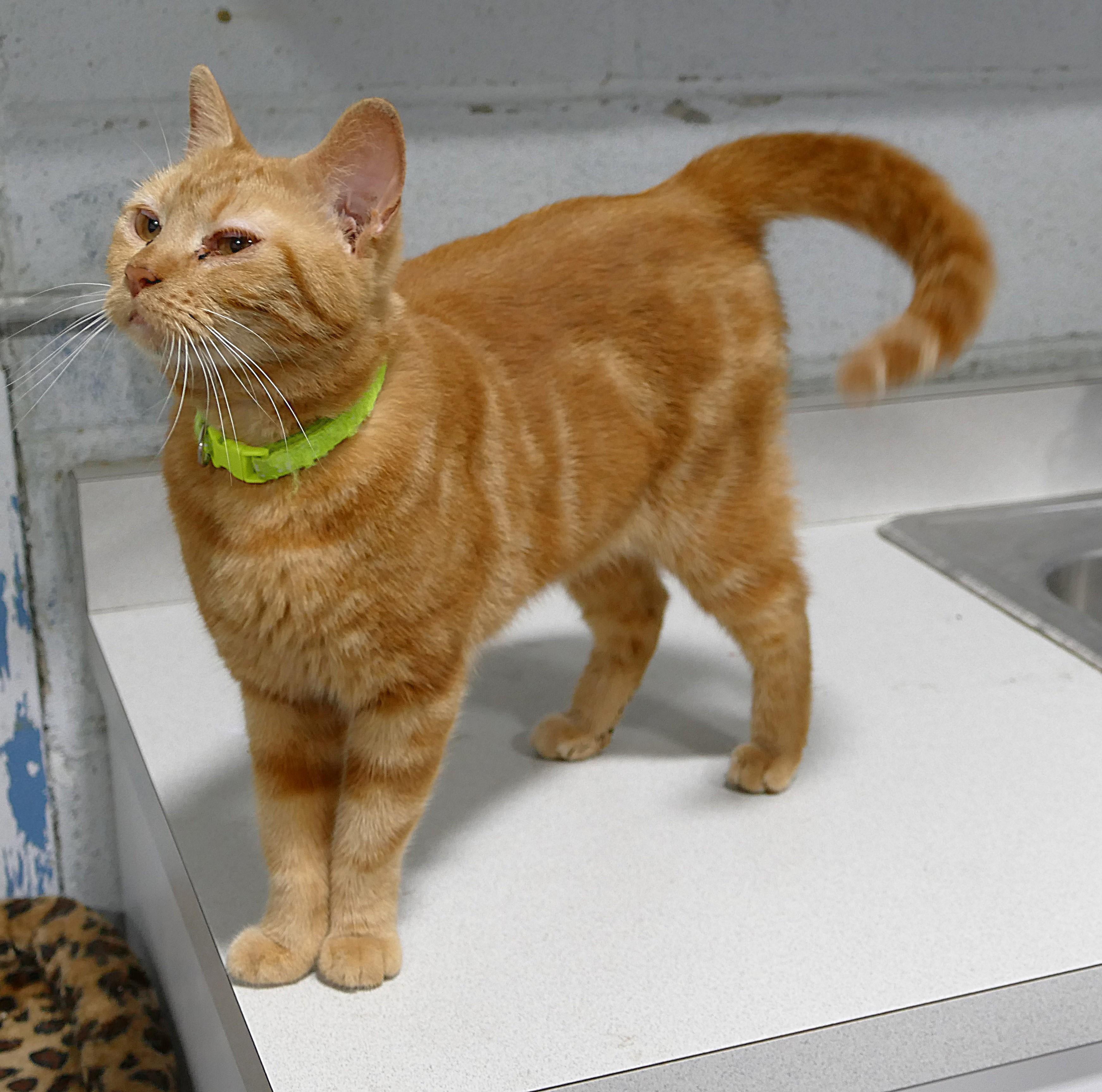 Enlarge CHLOE, a ADOPTABLE mixed breed in Beechbottom, WV image 4/4