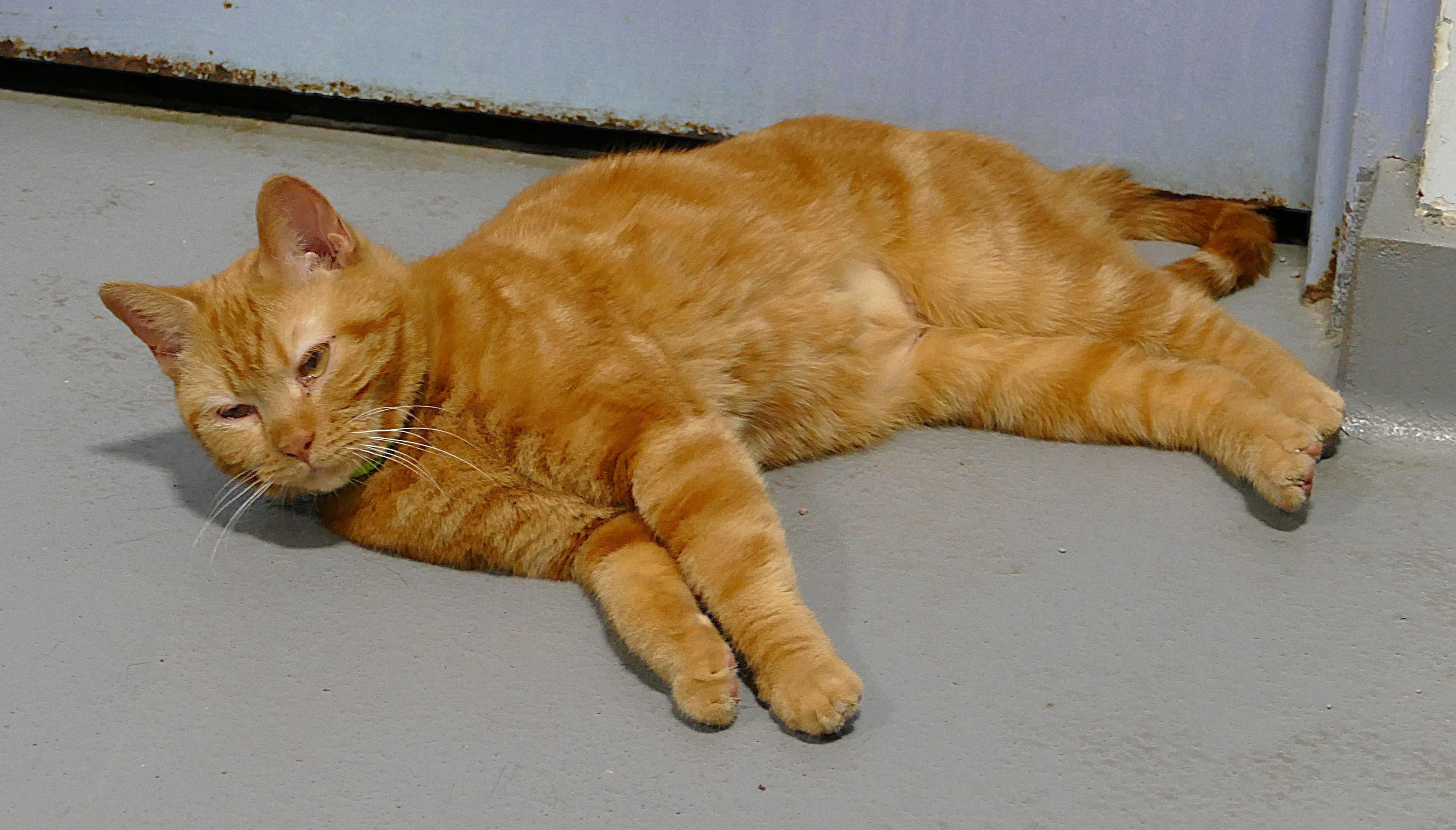 Enlarge CHLOE, a ADOPTABLE mixed breed in Beechbottom, WV image 3/3