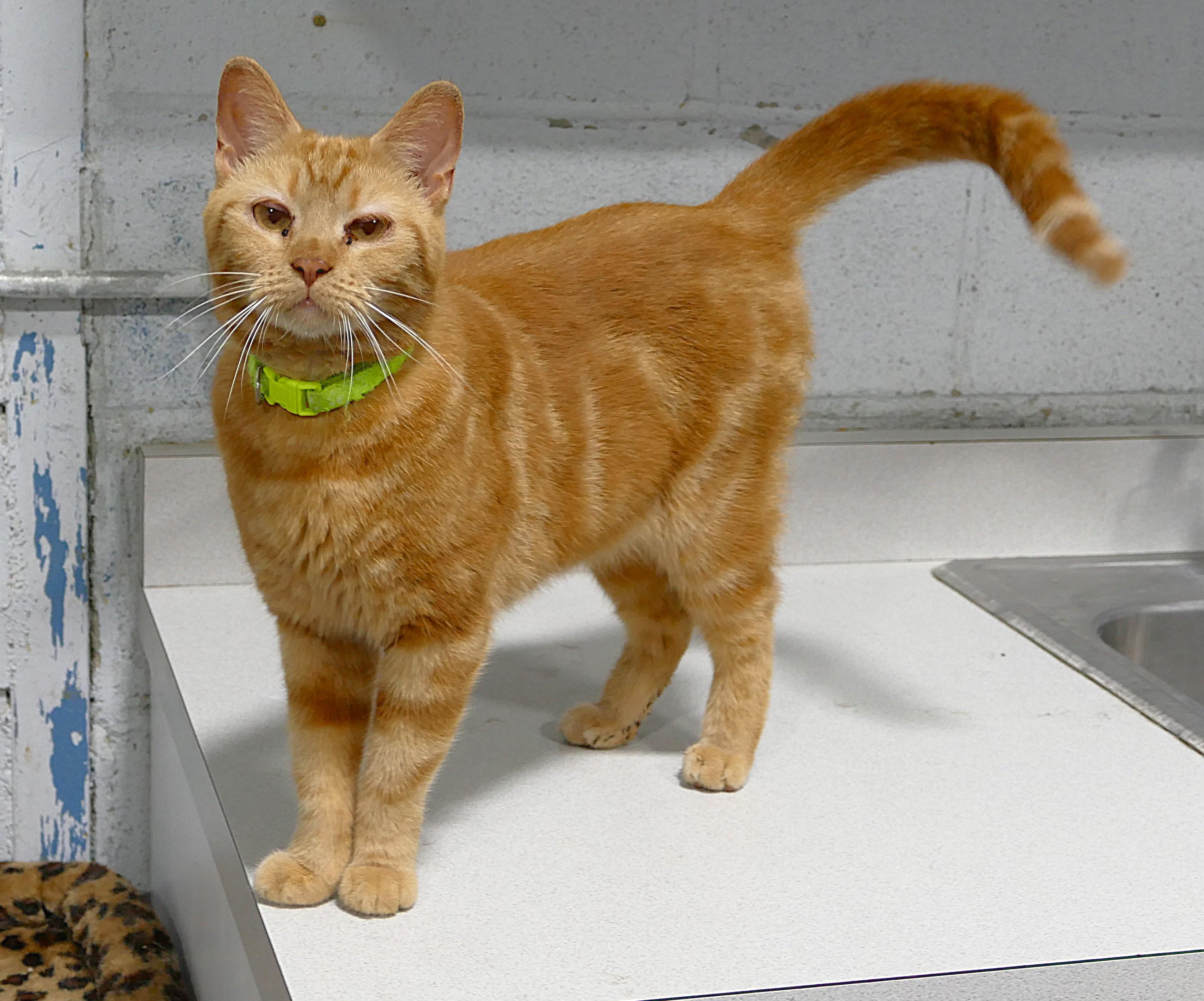 Enlarge CHLOE, a ADOPTABLE mixed breed in Beechbottom, WV image 1/4