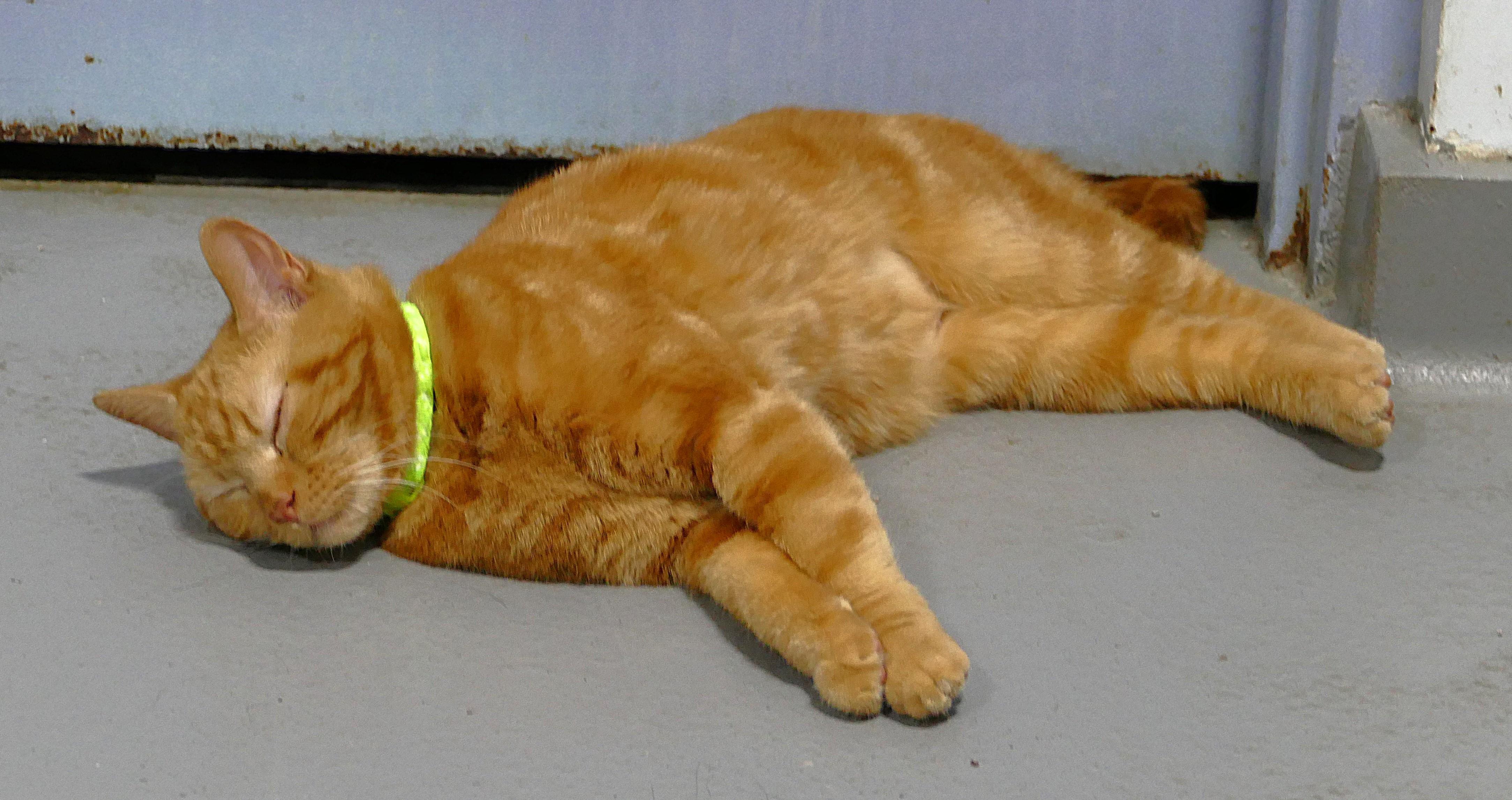 Enlarge CHLOE, a ADOPTABLE mixed breed in Beechbottom, WV image 2/3