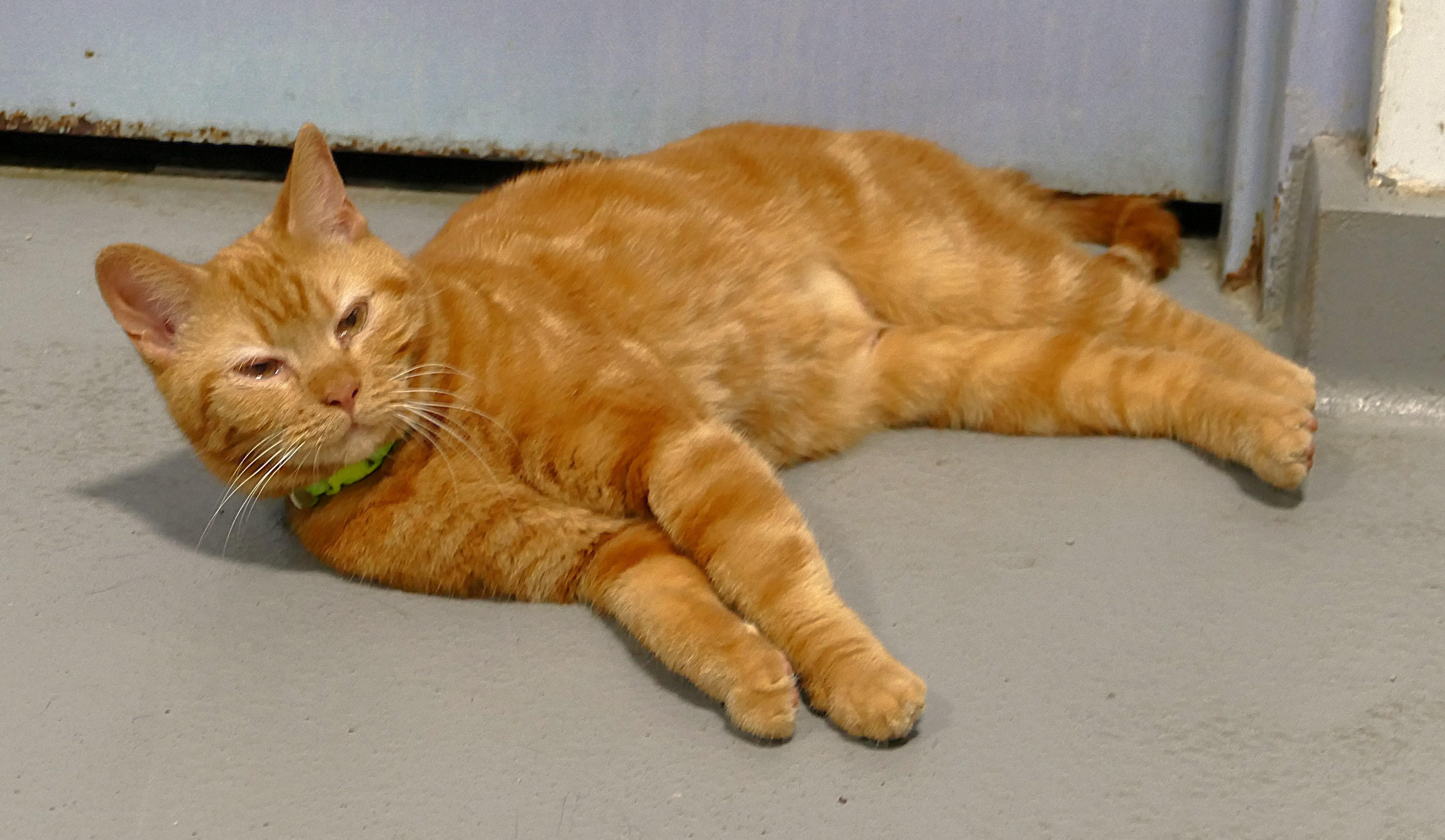 CHLOE, ADOPTABLE, Adult Female Domestic Short Hair.