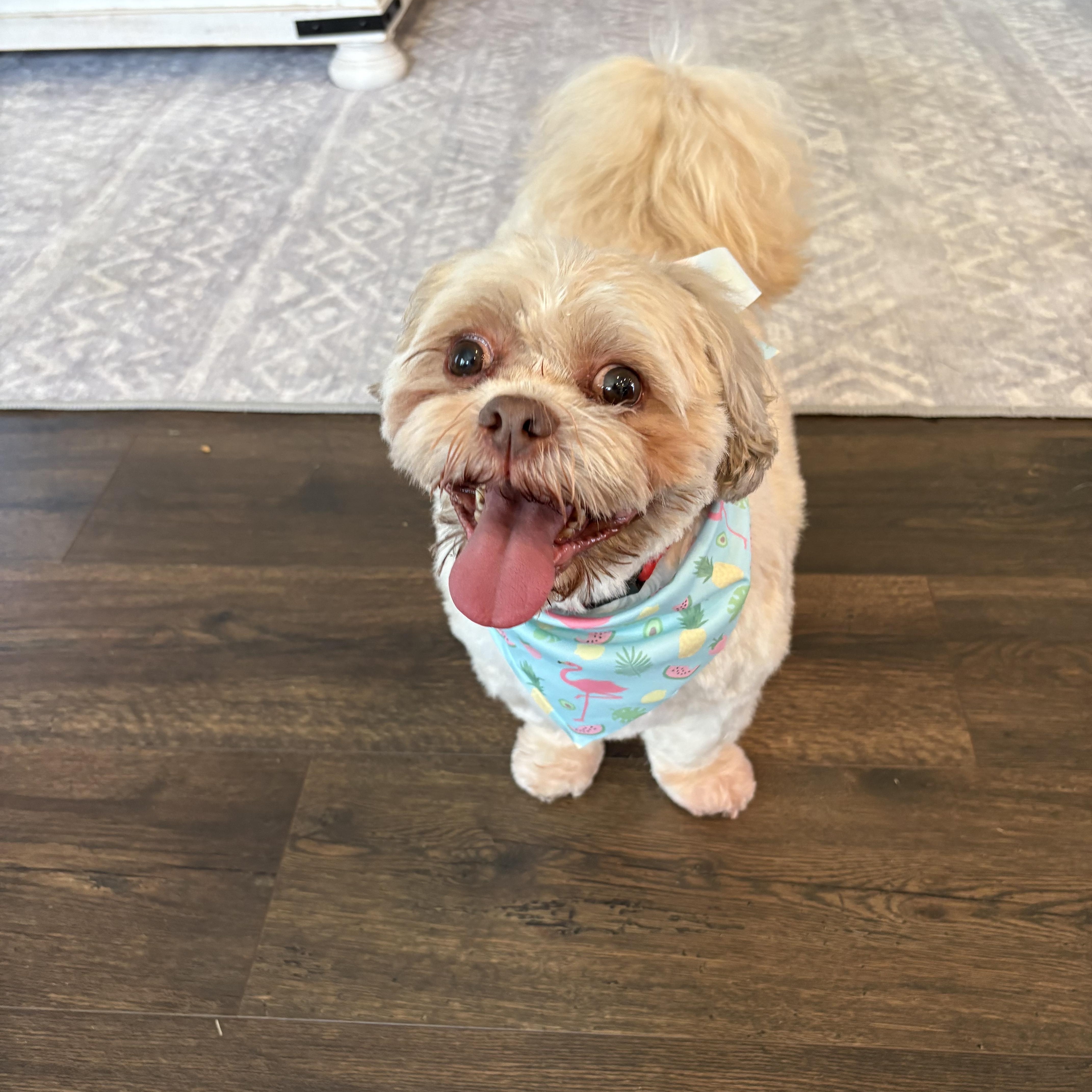 Yuri-HAPPY HAPPY, a ADOPTABLE Shih Tzu in Franklin, TN image 3/5