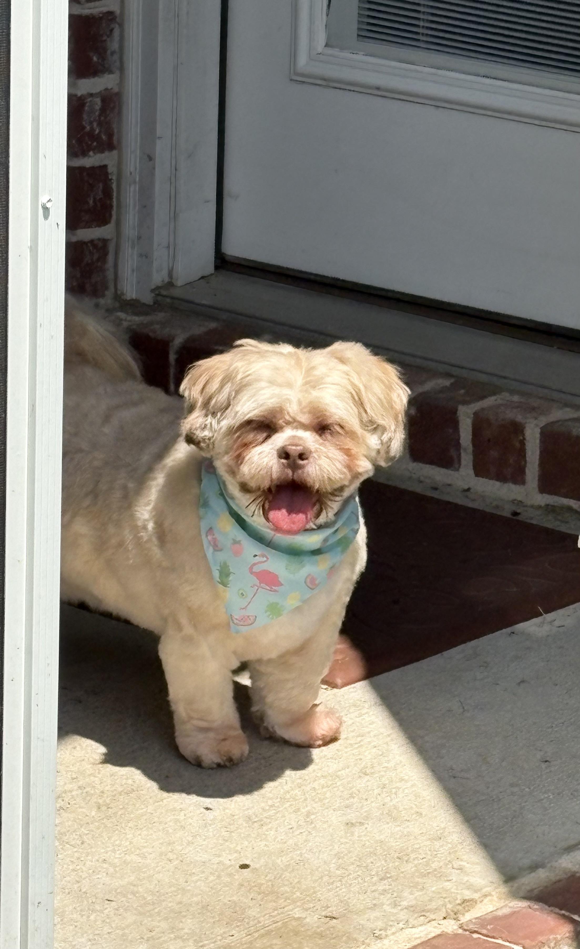 Yuri-HAPPY HAPPY, ADOPTABLE, Adult Female Shih Tzu.