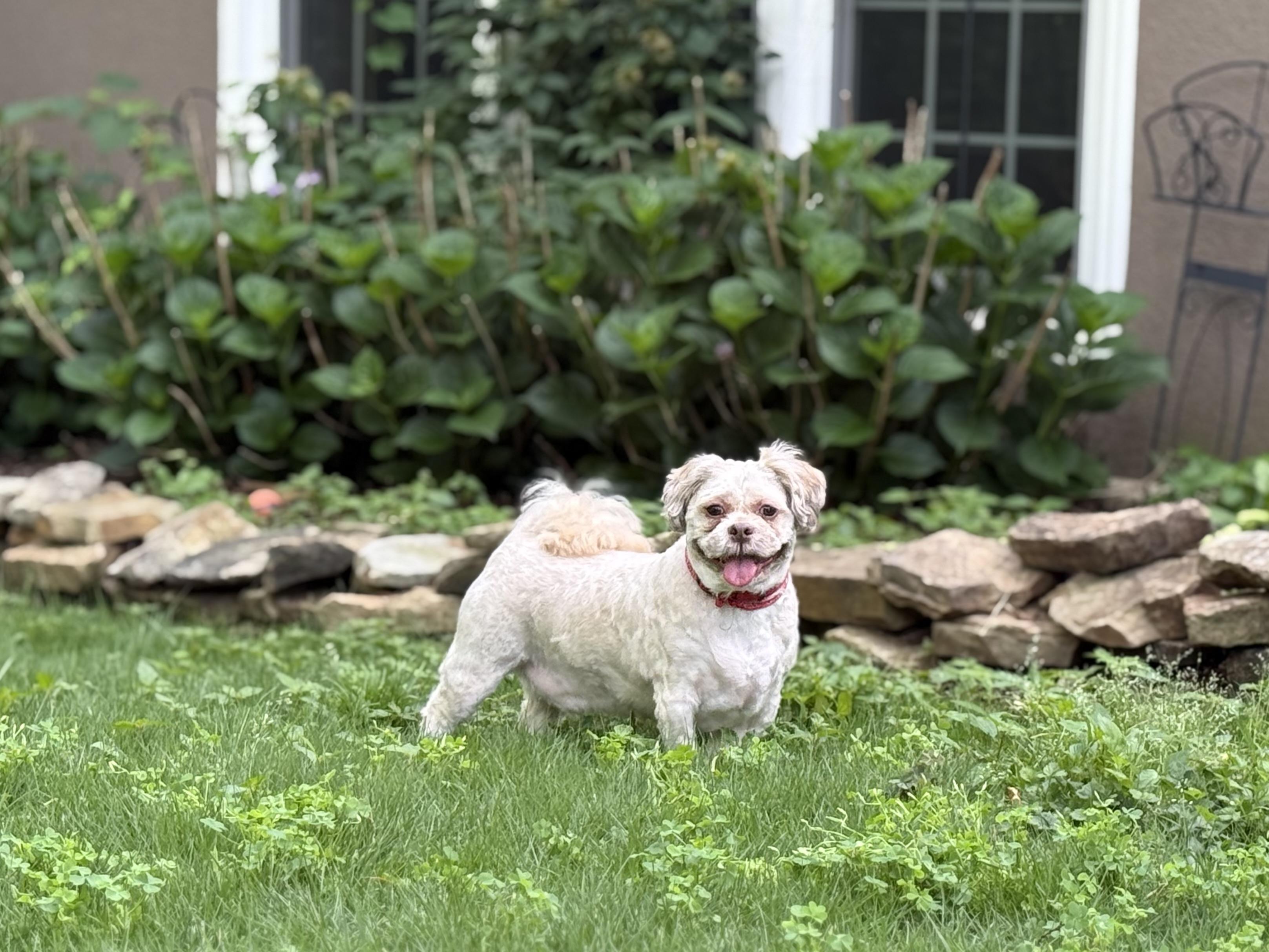 Yuri-HAPPY HAPPY, ADOPTABLE, Adult Female Shih Tzu.