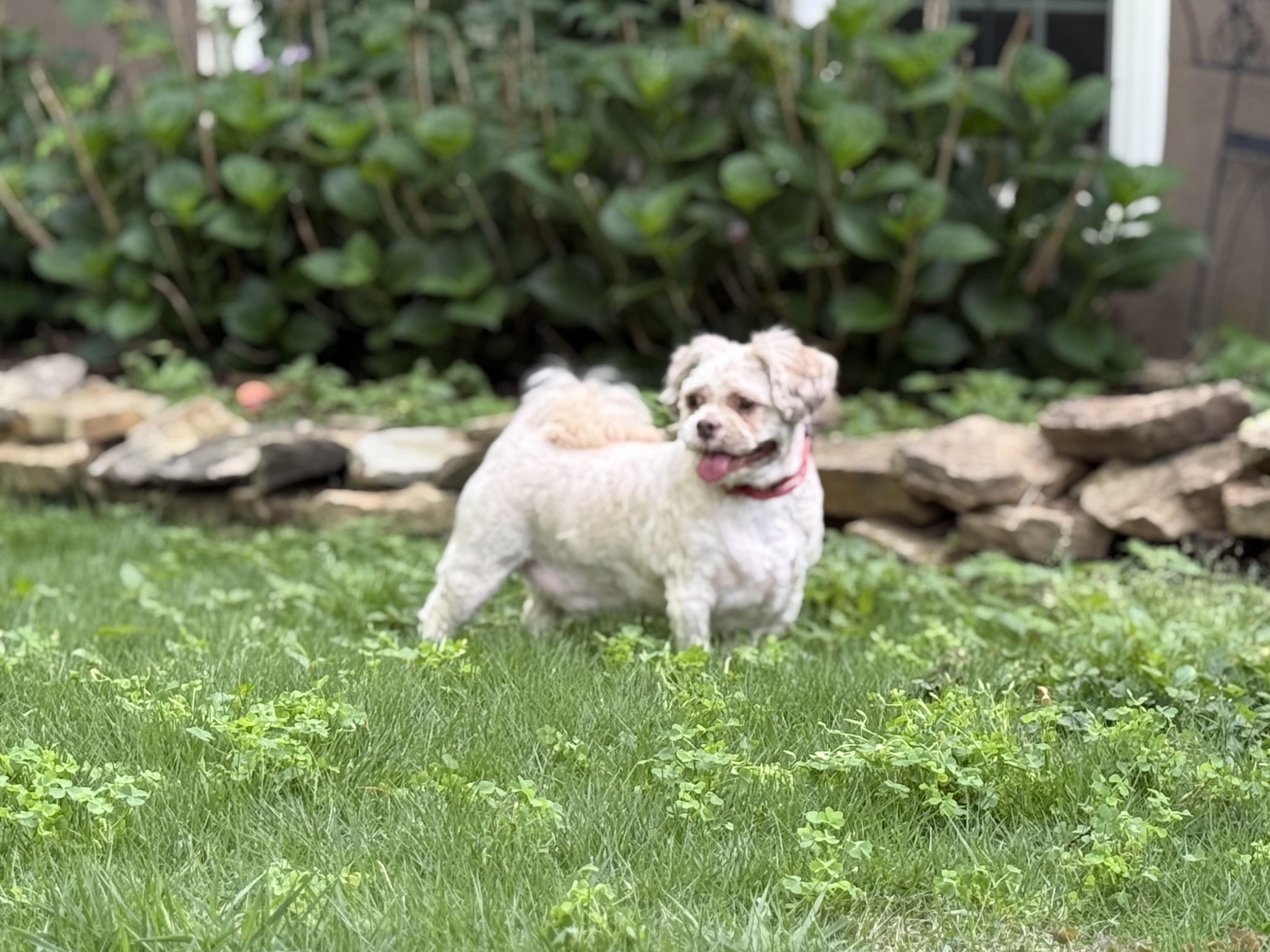 Yuri-LOW KEY, ADOPTABLE, Adult Female Shih Tzu.