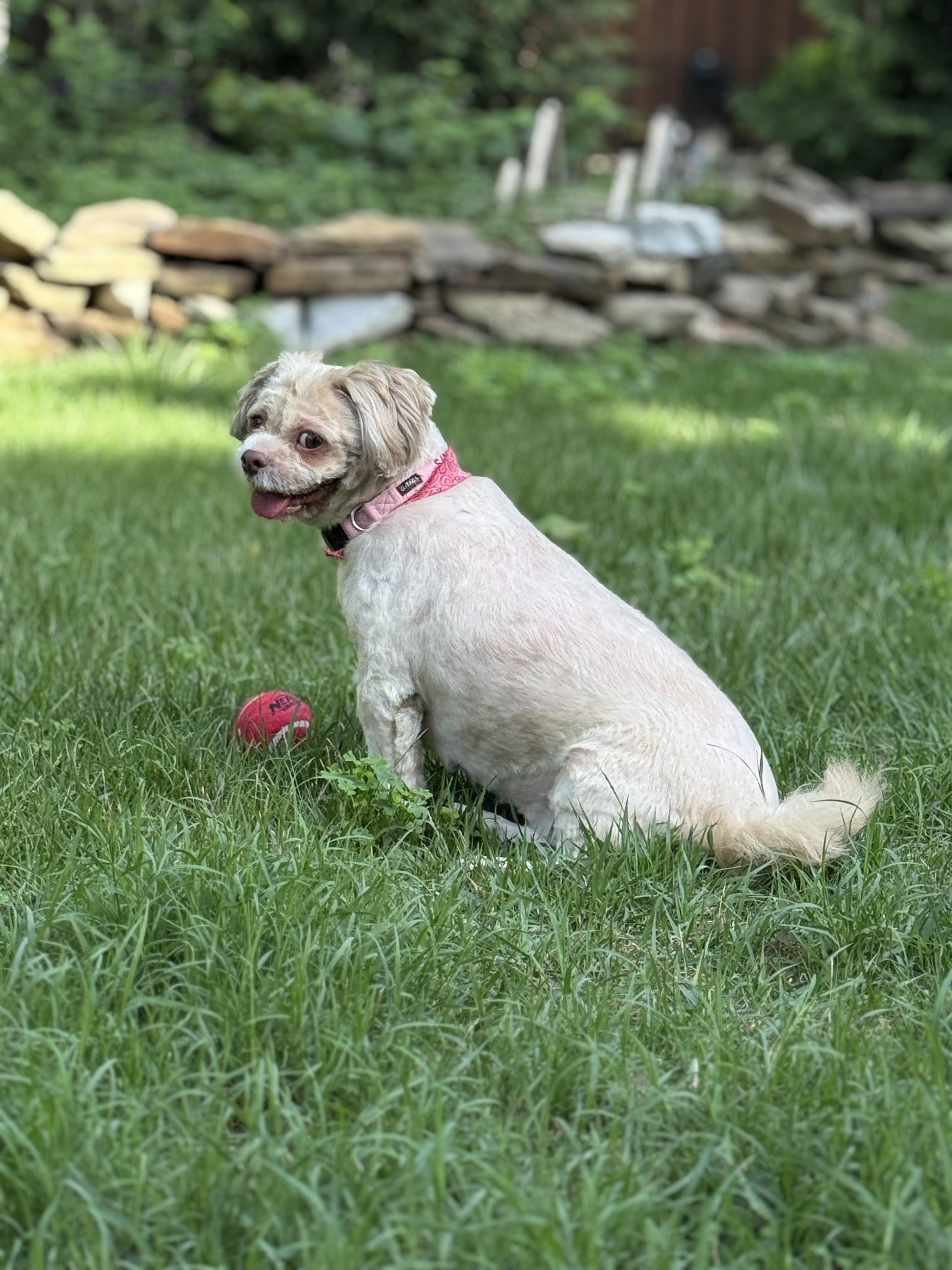 Enlarge Yuri-LOW KEY, a ADOPTABLE Shih Tzu in Franklin, TN image 2/4