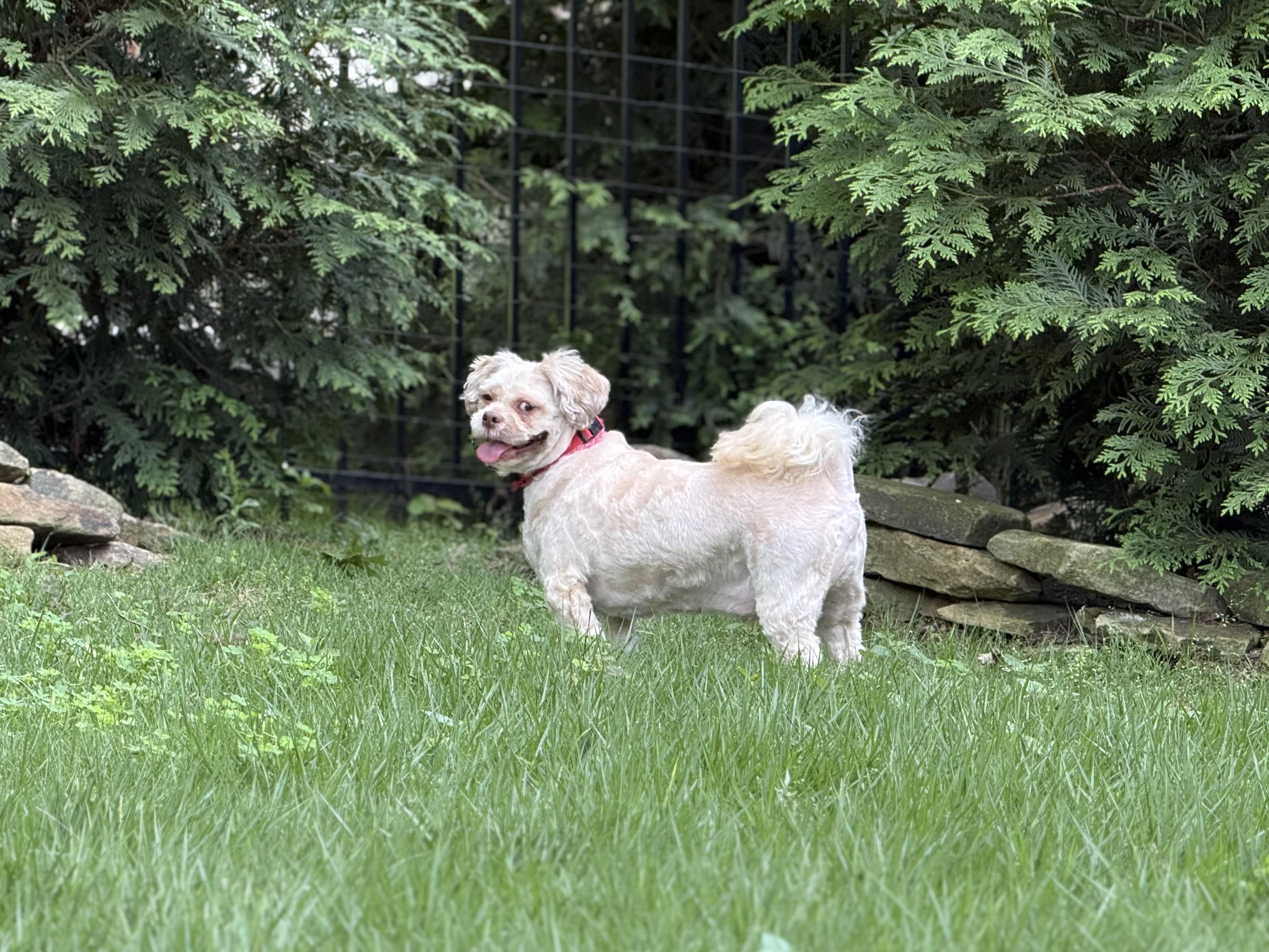 Enlarge Yuri-LOW KEY, a ADOPTABLE Shih Tzu in Franklin, TN image 4/4
