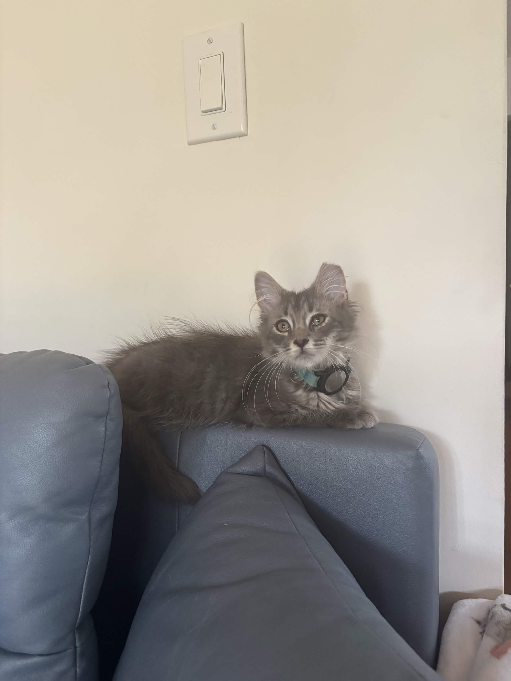 Enlarge Mr. Floofy, a Adopted Domestic Medium Hair in Weehawken, NJ image 4/5