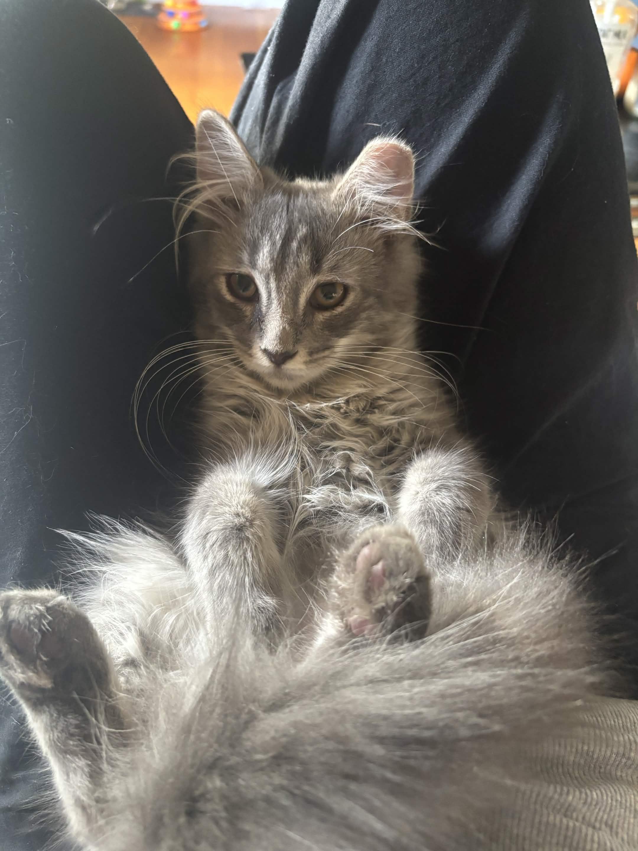 Enlarge Mr. Floofy, a Adopted Domestic Medium Hair in Weehawken, NJ image 5/5
