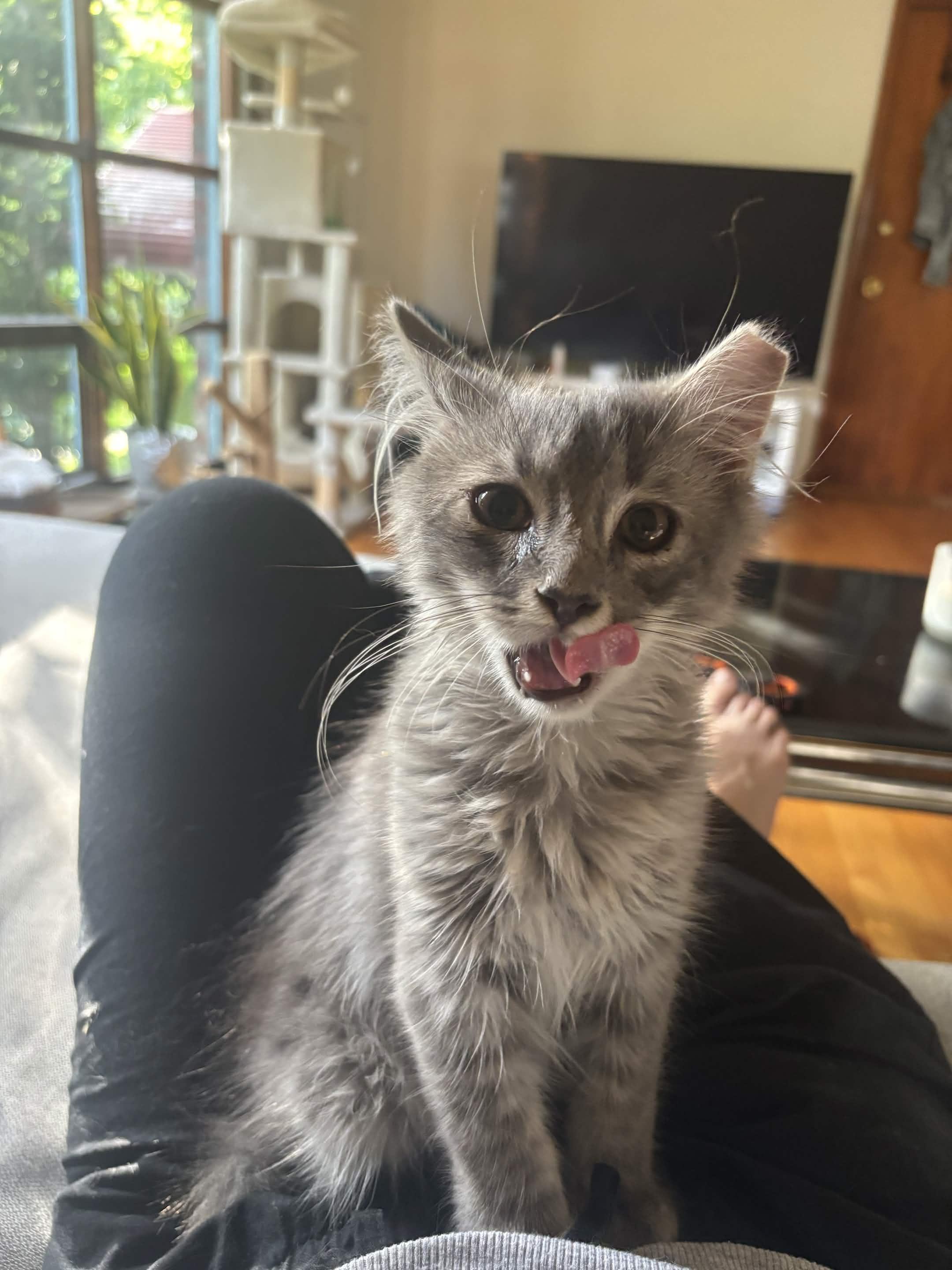 Mr. Floofy, Adopted, Kitten Male Domestic Medium Hair.