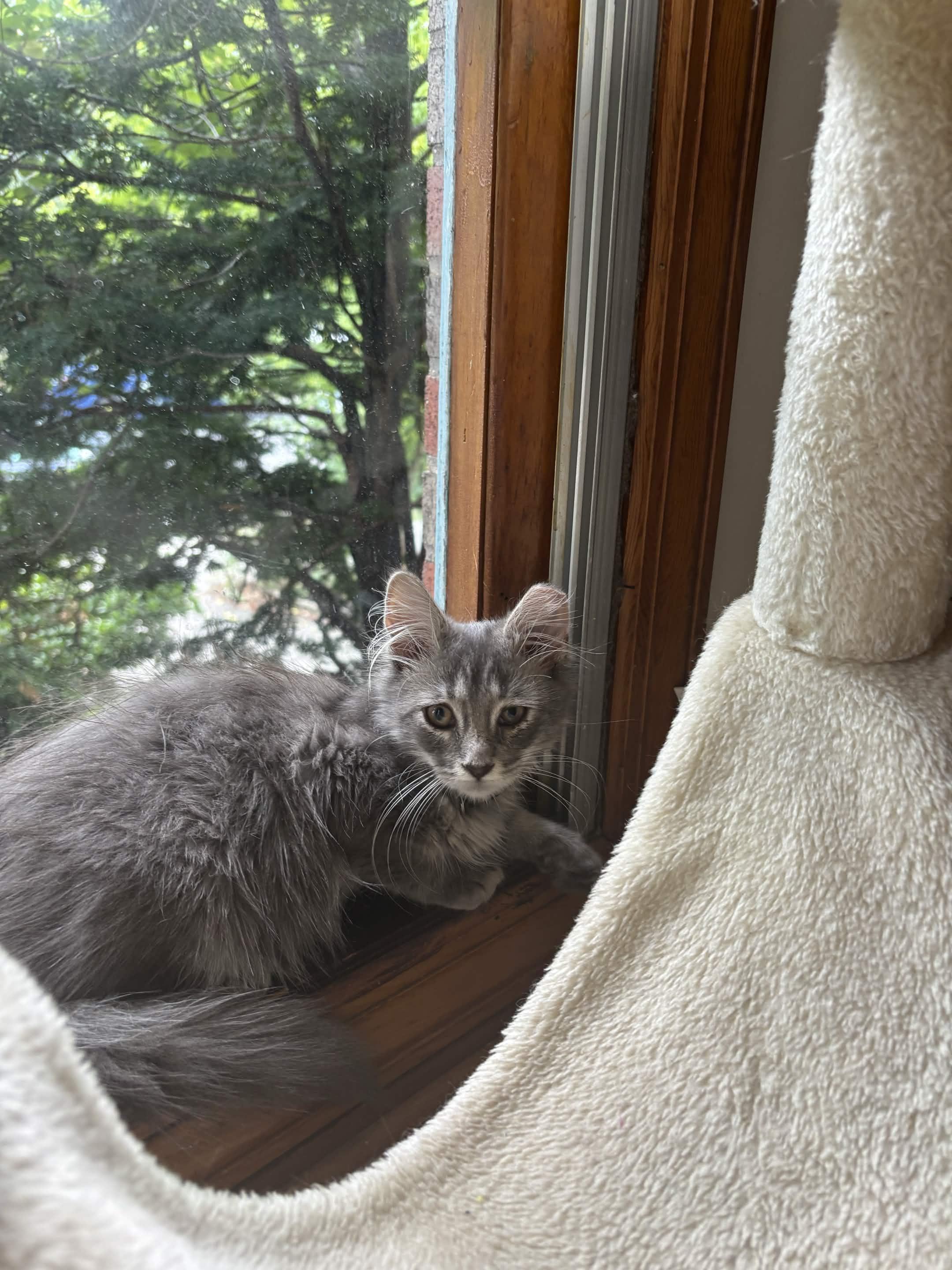 Enlarge Mr. Floofy, a Adopted Domestic Medium Hair in Weehawken, NJ image 3/5