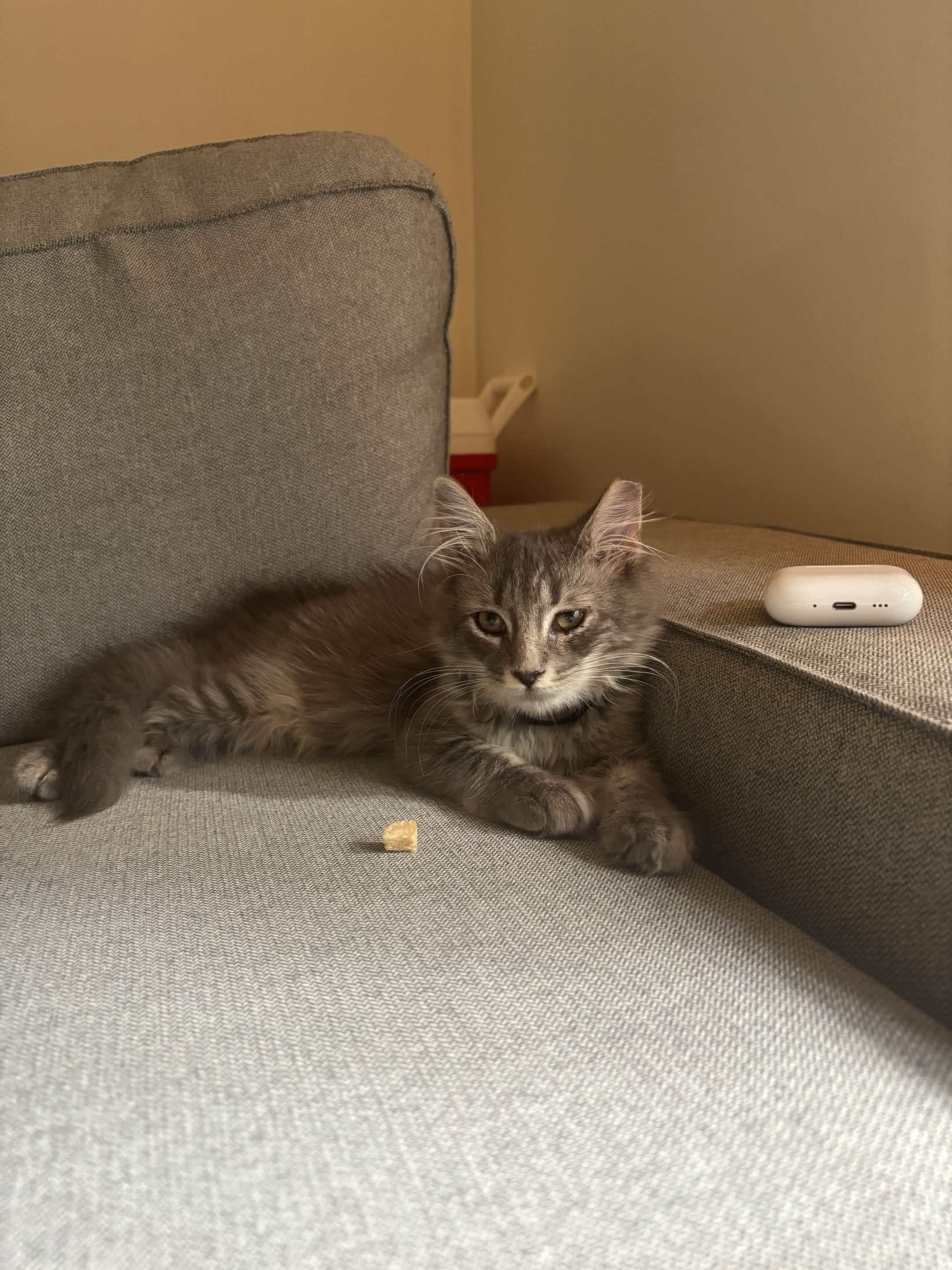 Enlarge Mr. Floofy, a Adopted Domestic Medium Hair in Weehawken, NJ image 2/5