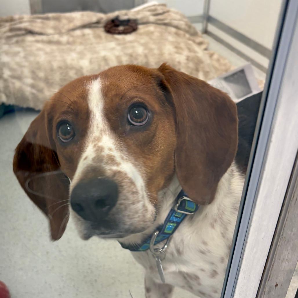 Enlarge Flap Jack, a Adoptable mixed breed in Greensboro, GA image 1/6