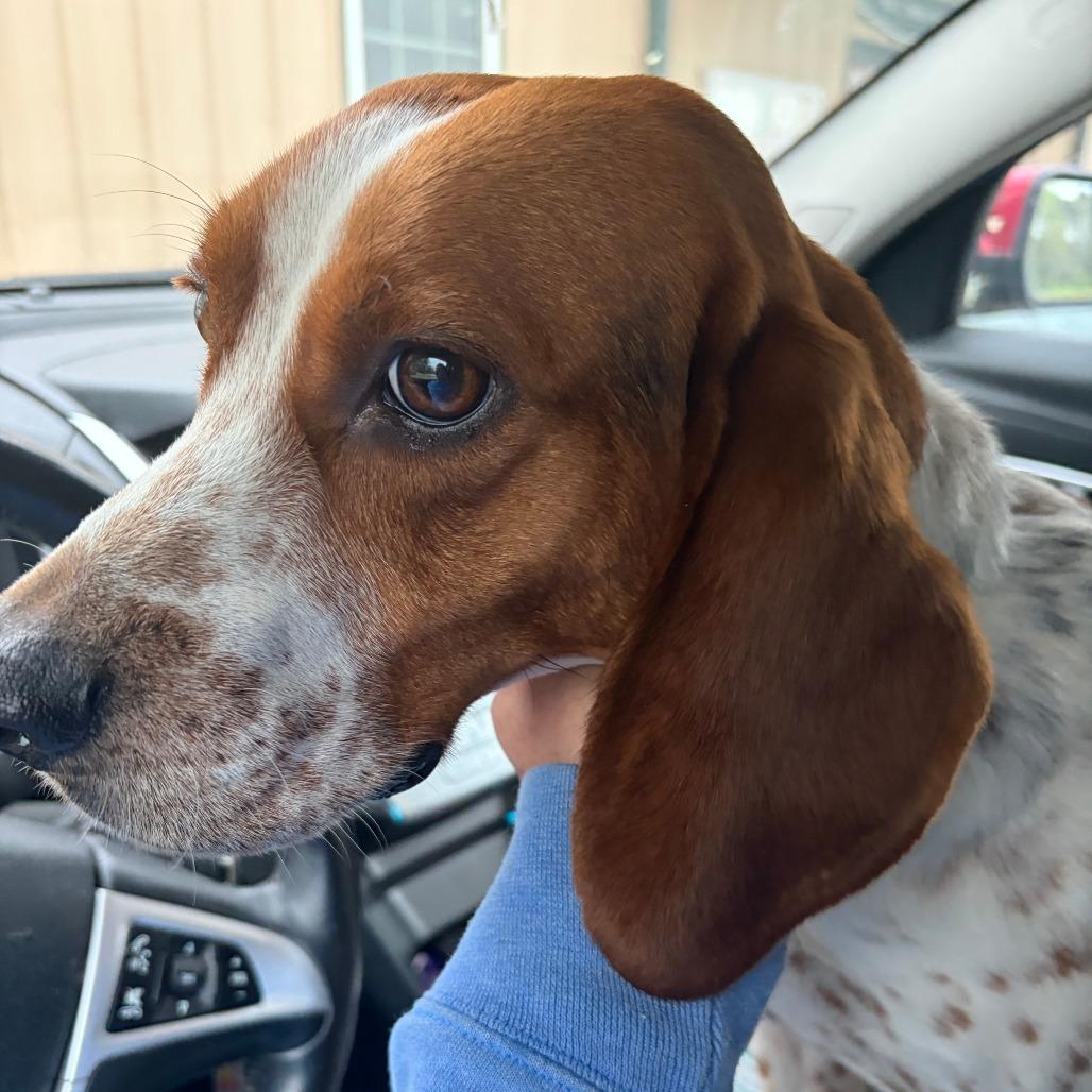 Enlarge Flap Jack, a Adoptable mixed breed in Greensboro, GA image 2/6