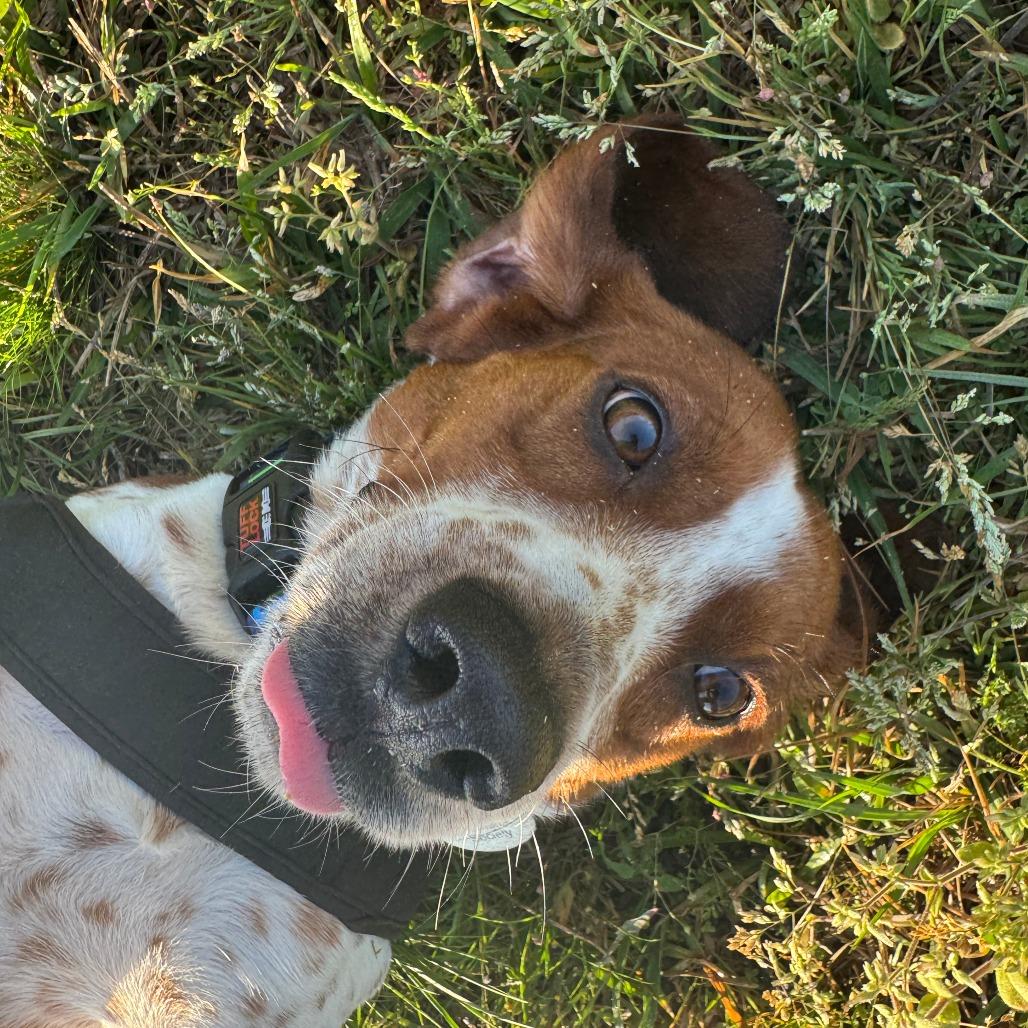 Enlarge Flap Jack, a Adoptable mixed breed in Greensboro, GA image 3/6