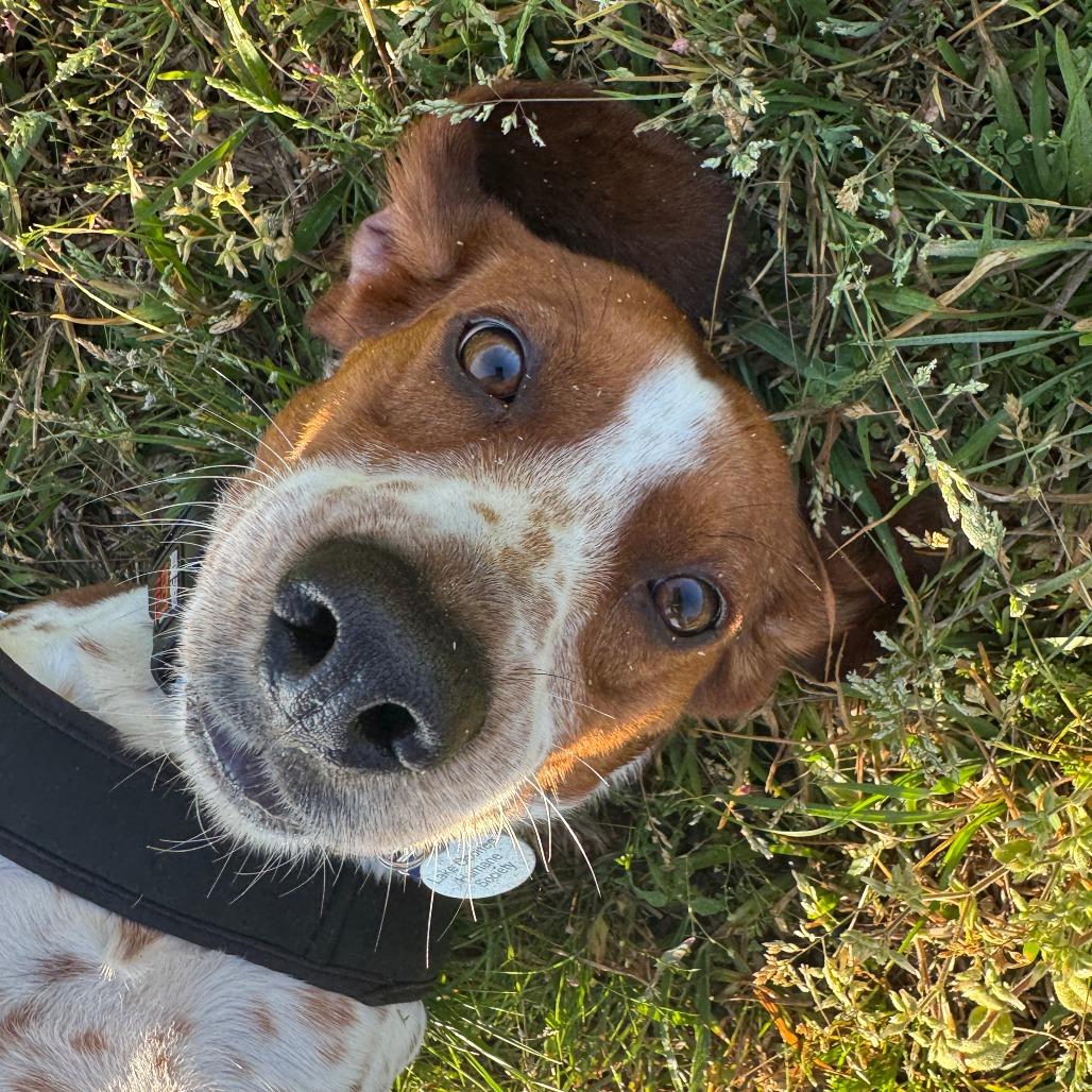 Enlarge Flap Jack, a Adoptable mixed breed in Greensboro, GA image 4/6