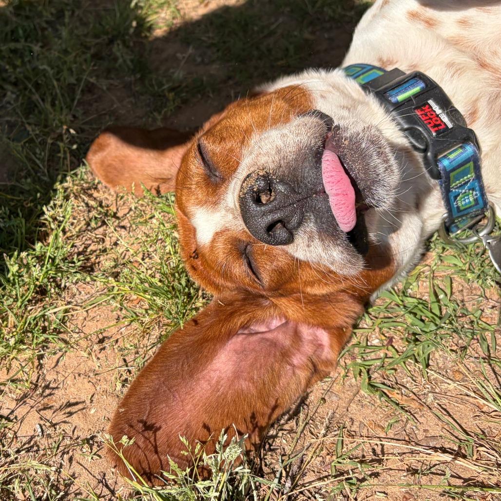 Enlarge Flap Jack, a Adoptable mixed breed in Greensboro, GA image 4/6