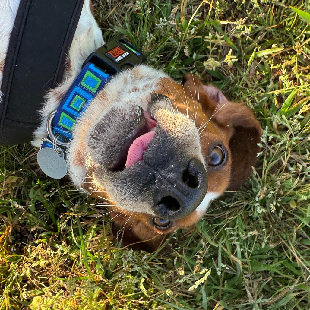 Enlarge Flap Jack, a Adoptable mixed breed in Greensboro, GA image 5/6