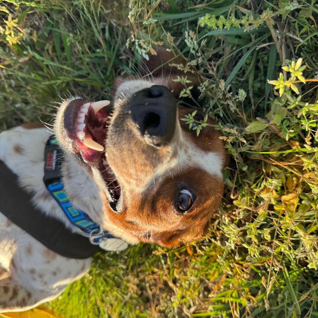 Enlarge Flap Jack, a Adoptable mixed breed in Greensboro, GA image 6/6