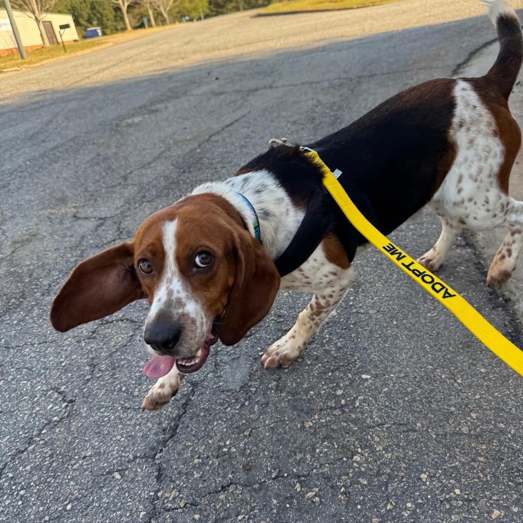 Enlarge Flap Jack, a Adoptable mixed breed in Greensboro, GA image 6/6