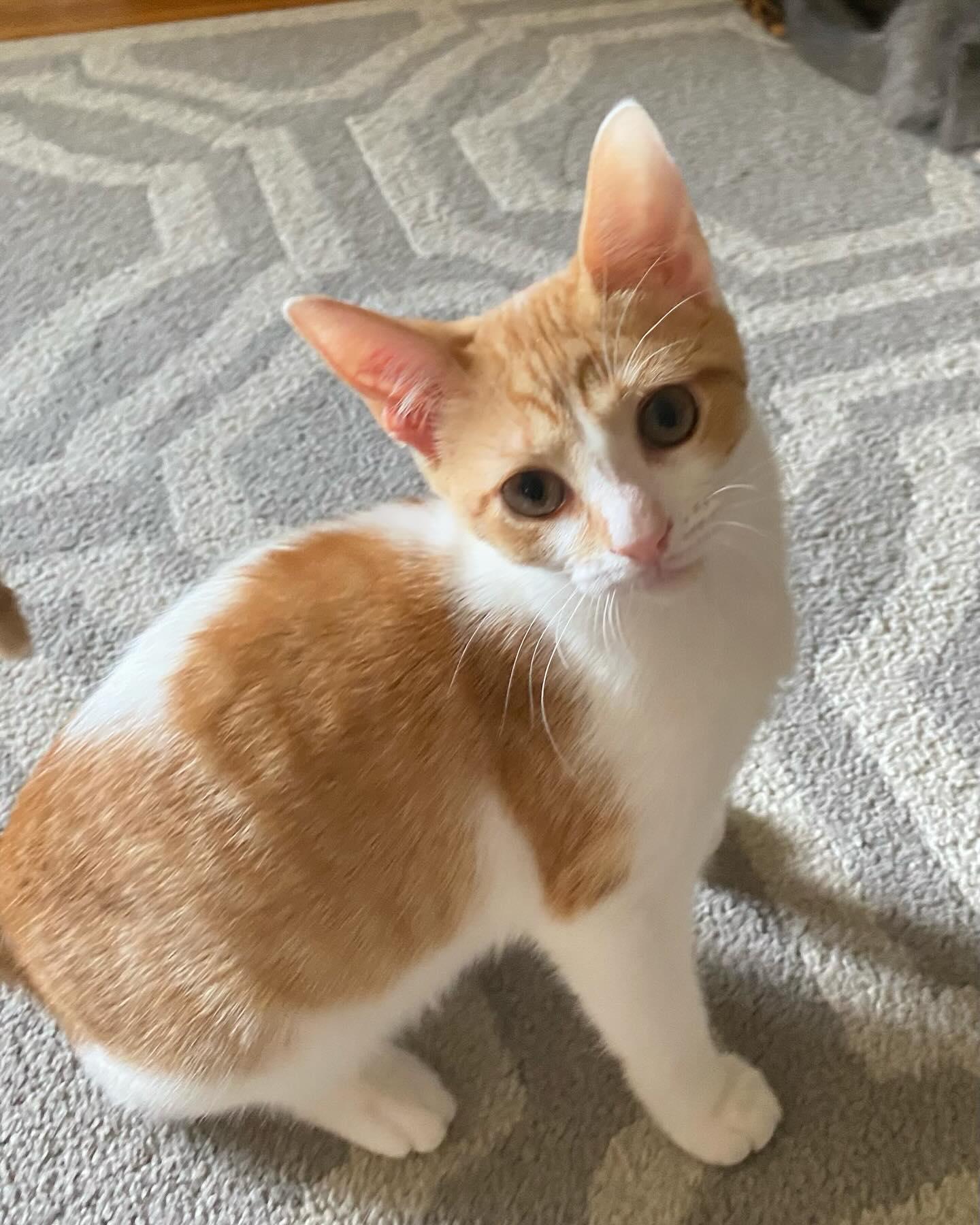 Twinkle, Adoptable, Young Female Domestic Short Hair.