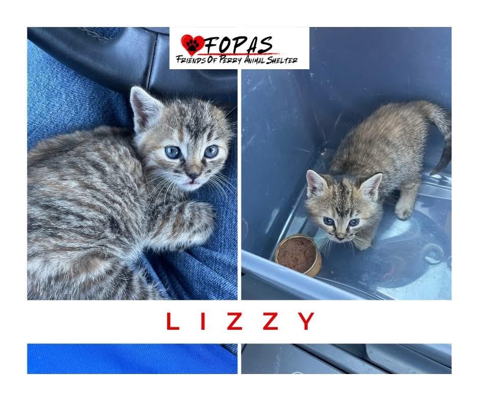 Lizzy, Adoptable, Kitten Female American Shorthair.