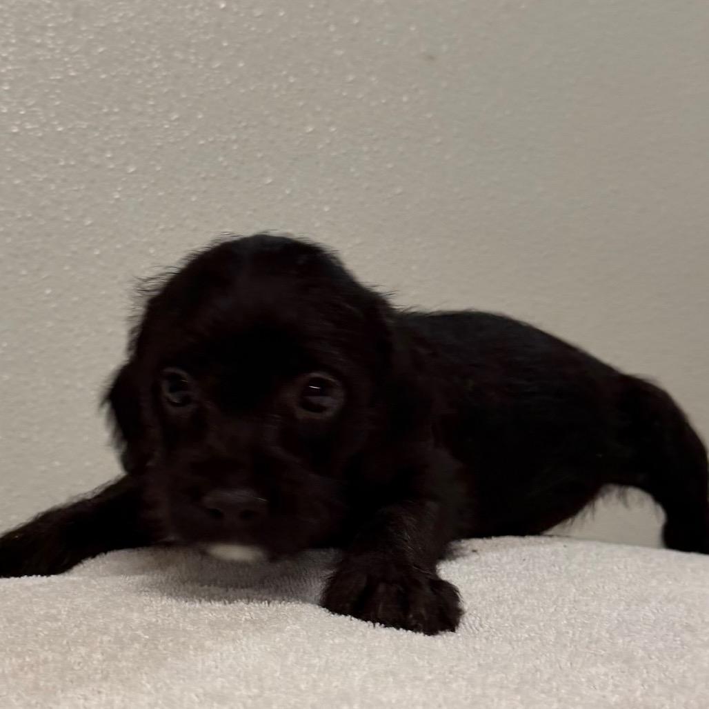 Stevie, Adoptable, Puppy Female Cavalier King Charles Spaniel & Pit Bull Terrier.