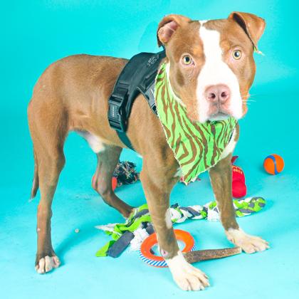 Enlarge Tiny Tim, a Adoptable mixed breed in San Francisco, CA image 1/3