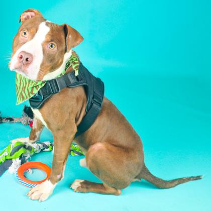 Enlarge Tiny Tim, a Adoptable mixed breed in San Francisco, CA image 2/3