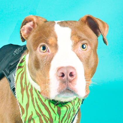 Enlarge Tiny Tim, a Adoptable mixed breed in San Francisco, CA image 3/3