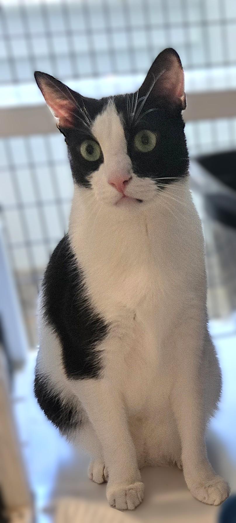 Enlarge Desi, a Adoptable Domestic Short Hair in Warwick, NY image 1/1