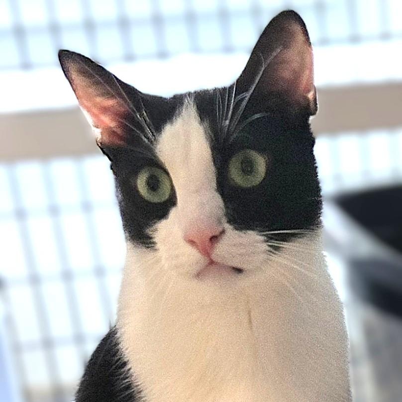 Enlarge Desi, a Adoptable Domestic Short Hair in Warwick, NY image 1/1