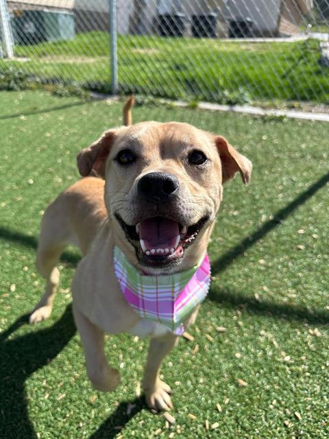 ASTRID, Adoptable, Adult Female Shar-Pei & Mixed Breed.