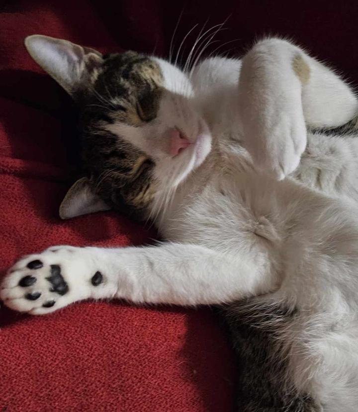 Enlarge Jerri, a Adoptable Domestic Short Hair in Longview, TX image 4/6