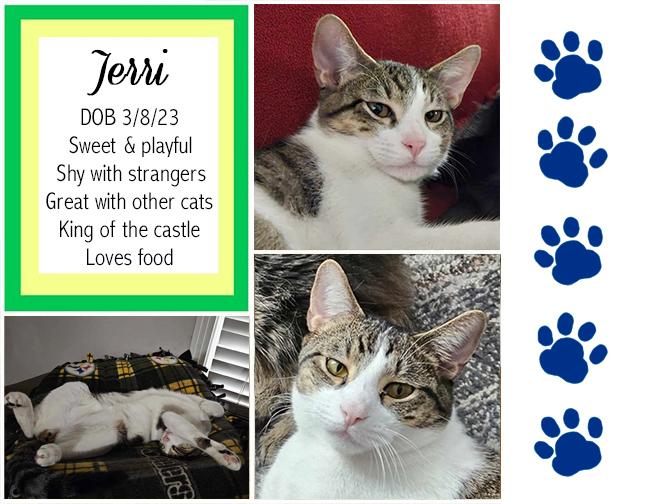 Enlarge Jerri, a Adoptable Domestic Short Hair in Longview, TX image 1/6