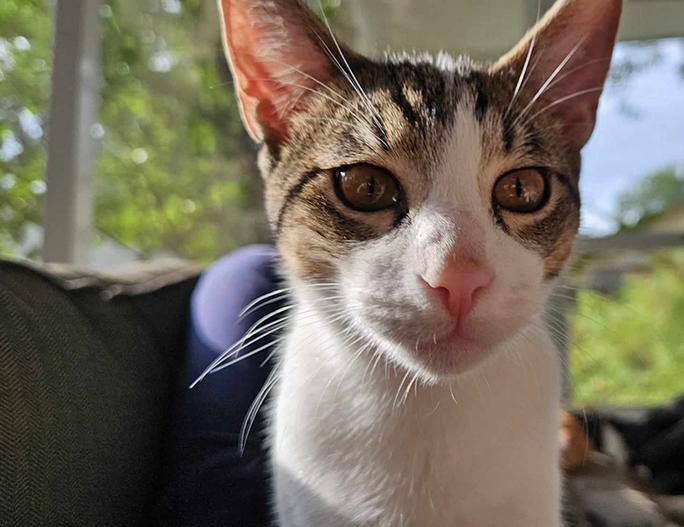 Enlarge Jerri, a Adoptable Domestic Short Hair in Longview, TX image 6/6