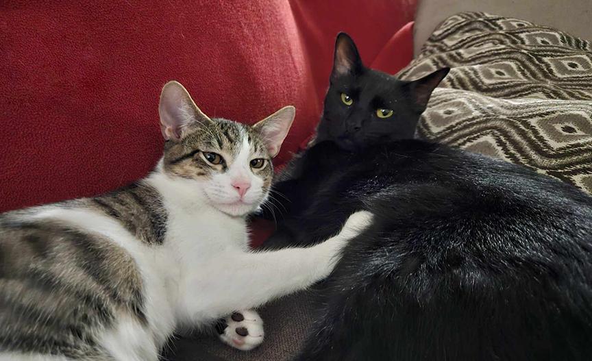 Enlarge Jerri, a Adoptable Domestic Short Hair in Longview, TX image 3/6