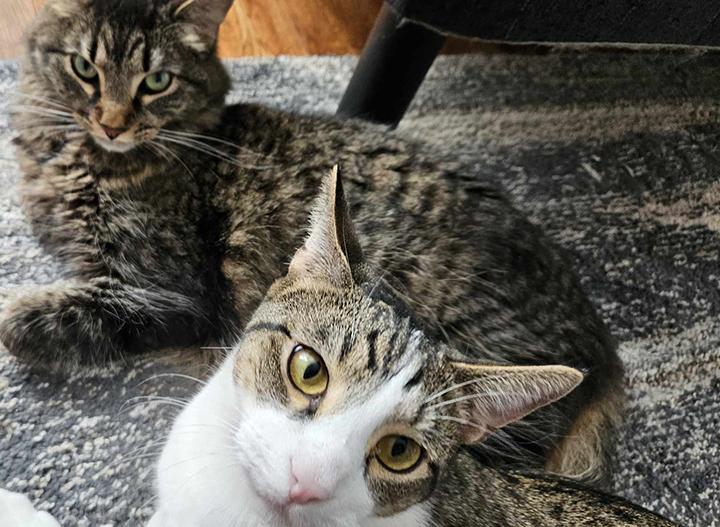 Enlarge Jerri, a Adoptable Domestic Short Hair in Longview, TX image 5/6