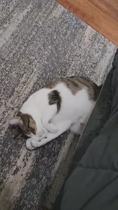 Enlarge Jerri, a Adoptable Domestic Short Hair in Longview, TX video 2/6