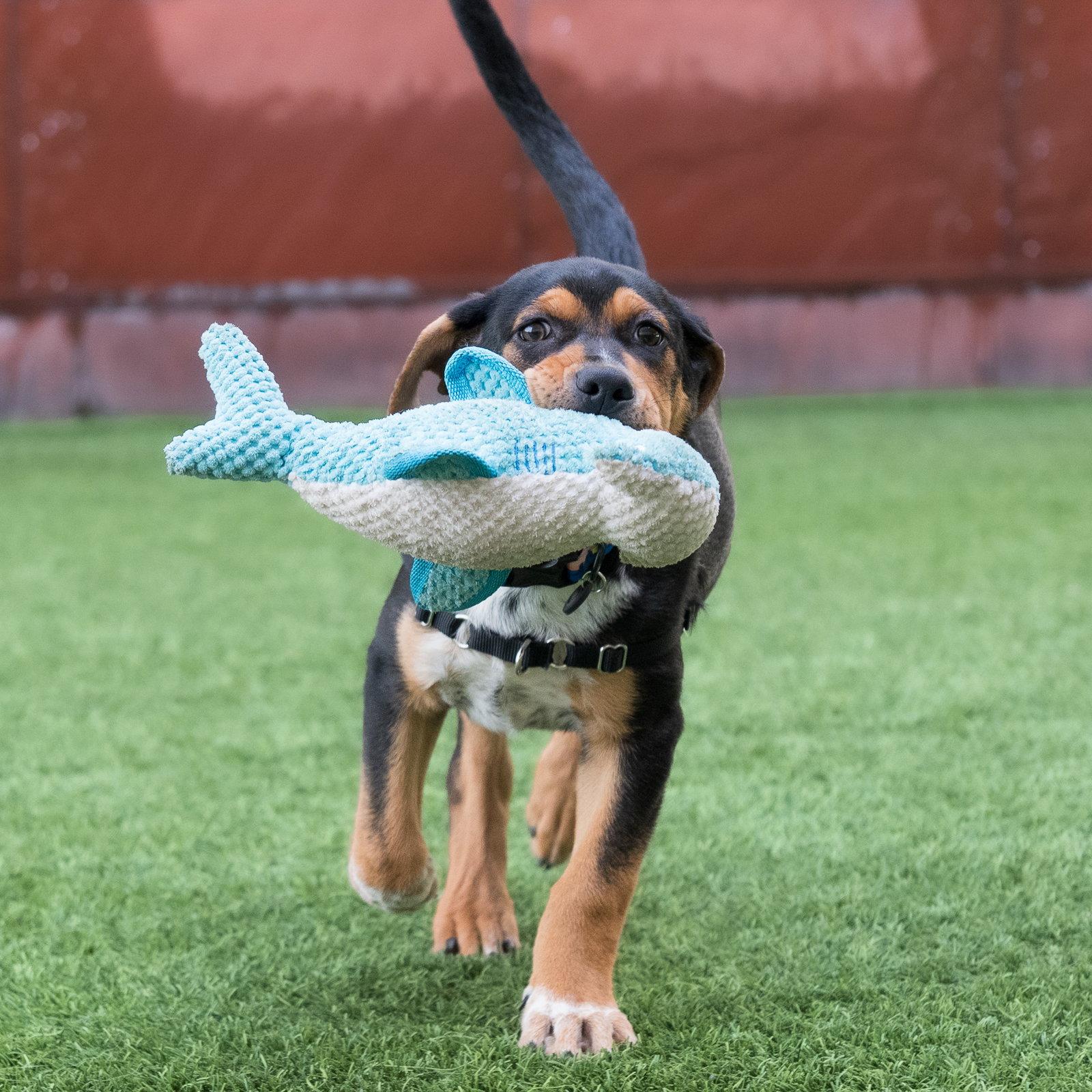 Mayo the Puppy!, Adoptable, Puppy Male Pit Bull Terrier & Beagle.
