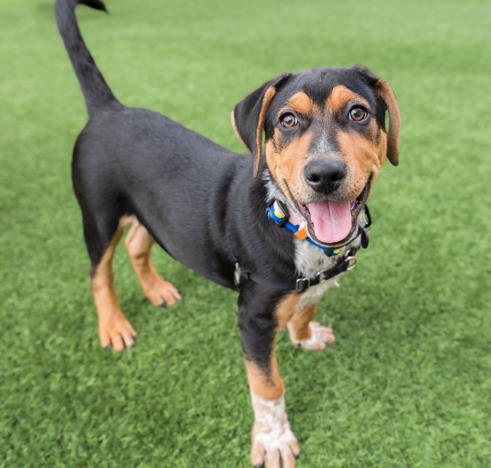 Enlarge Mayo the Puppy!, a Adoptable mixed breed in Burlingame, CA image 2/3