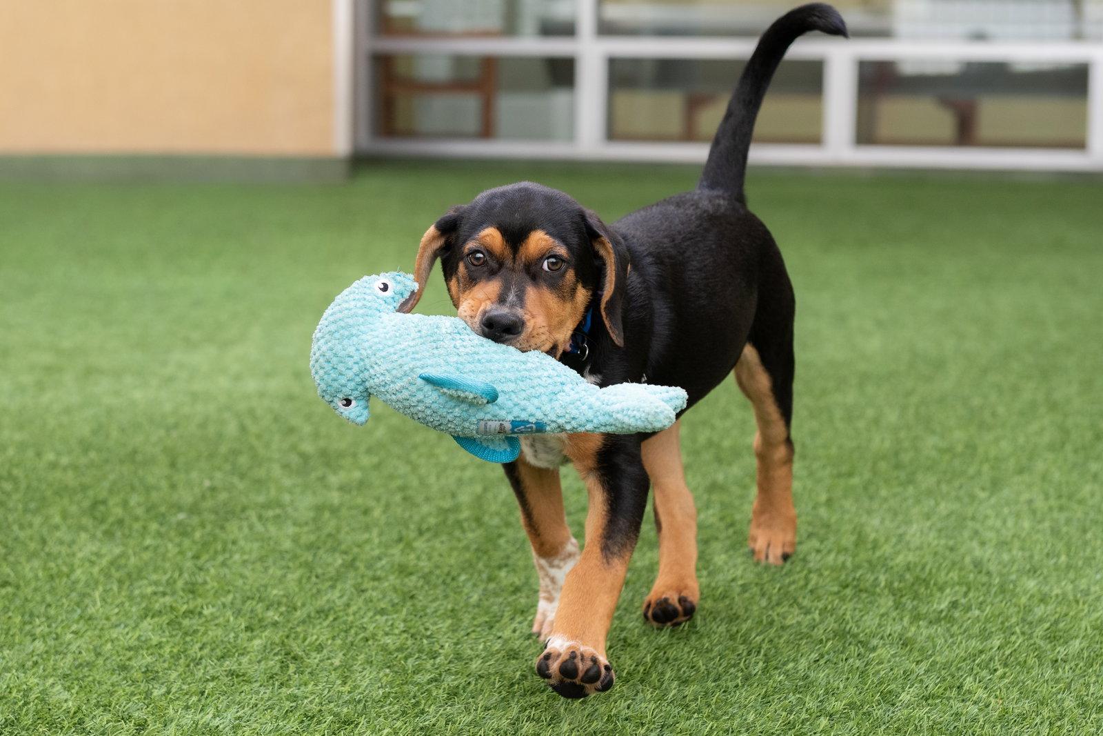 Enlarge Mayo the Puppy!, a Adoptable mixed breed in Burlingame, CA image 3/3