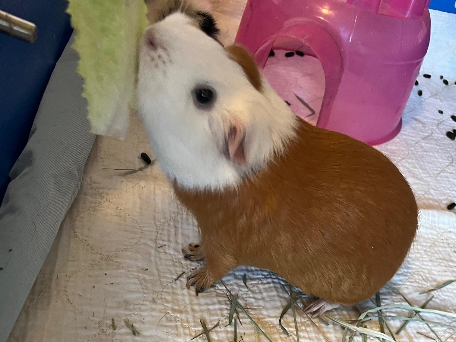 Enlarge Melody Joy and Bugsy, a ADOPTABLE mixed breed in Wellington, CO image 3/3